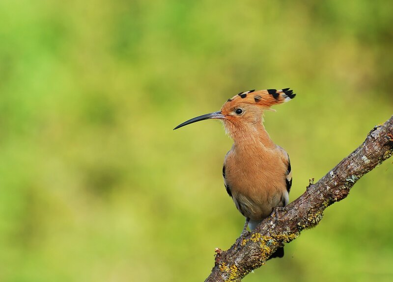 Hoopoe Bird on Branch — Brown, Serene