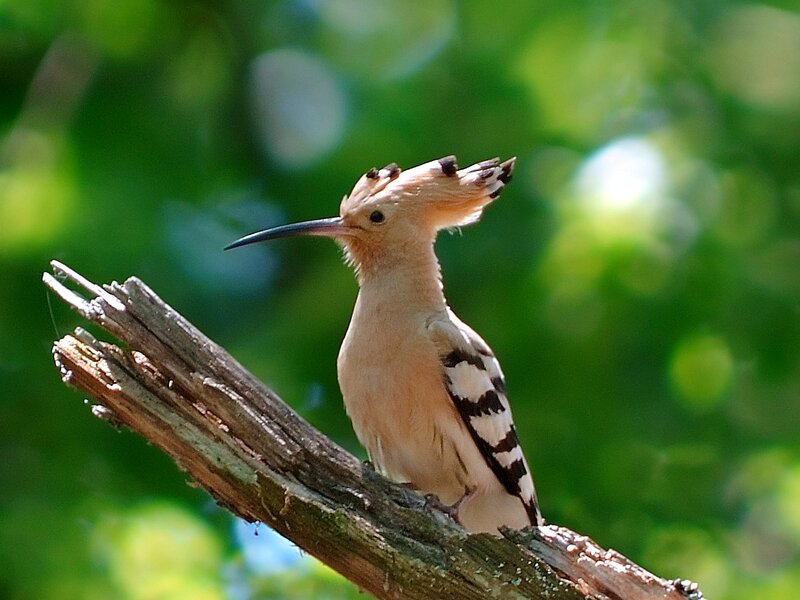 Hoopoe Bird on Branch — Brown