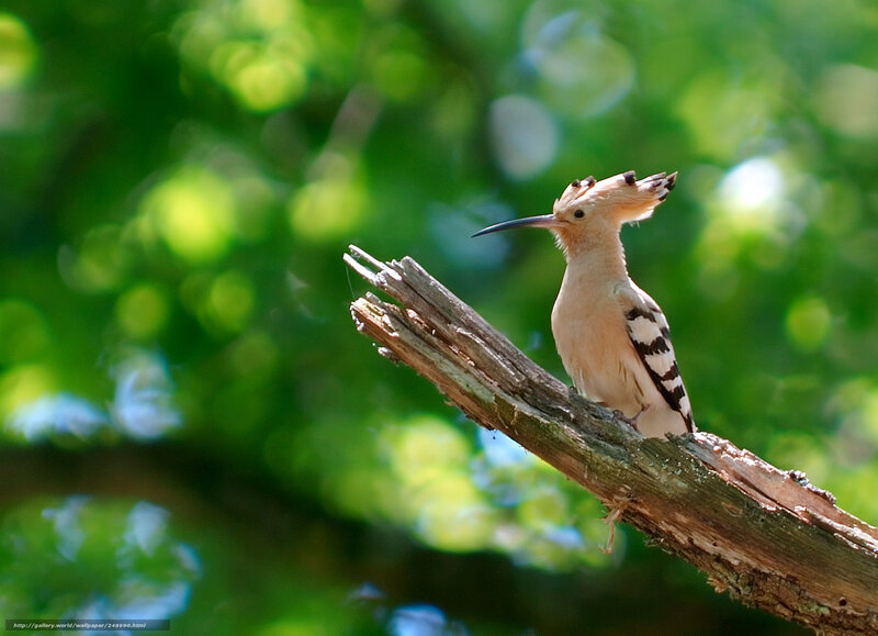 Hoopoe Bird on Branch — Green, Serene