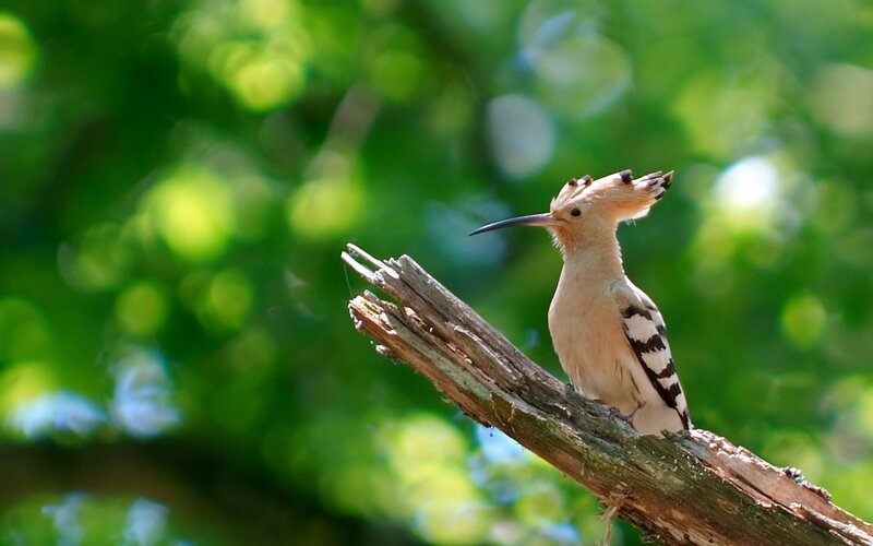 Hoopoe Bird on Branch — Green