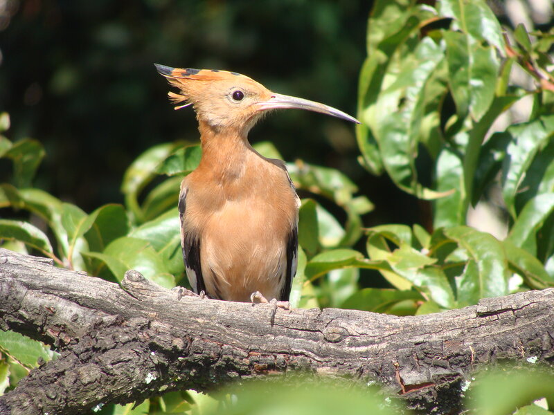 Hoopoe Bird on Branch