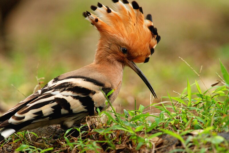 Hoopoe Bird on Grass — Brown