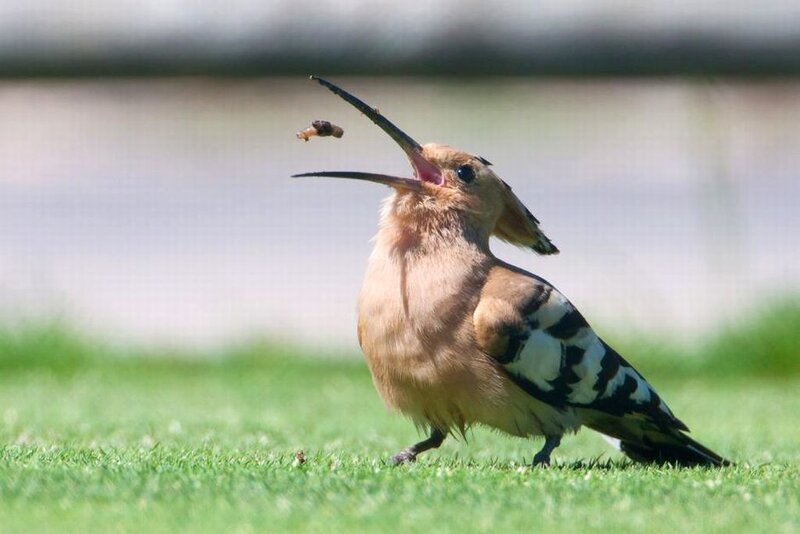 Hoopoe Bird on Grass — Green