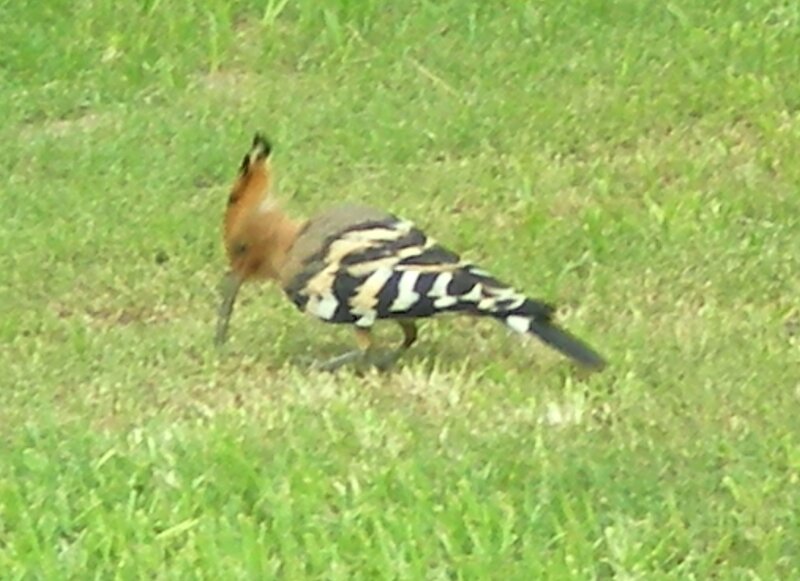 Hoopoe bird on grass