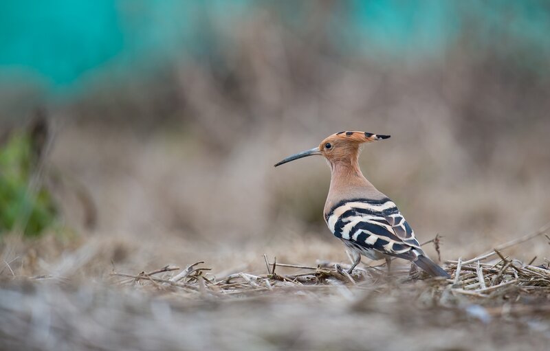 Hoopoe Bird on Ground — Brown, Calm