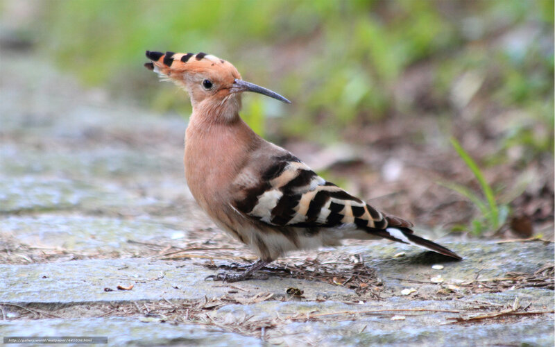 Hoopoe Bird on Ground — Brown
