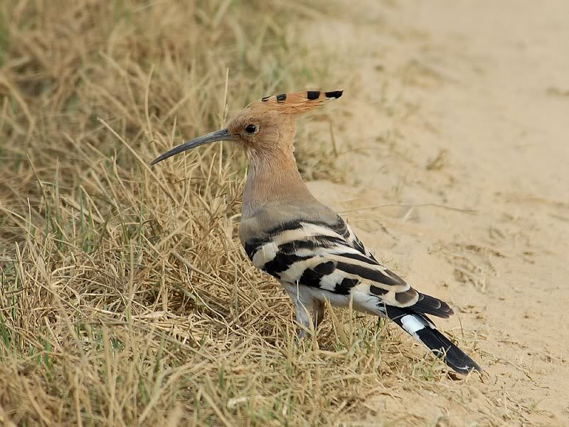 Hoopoe Bird on Ground