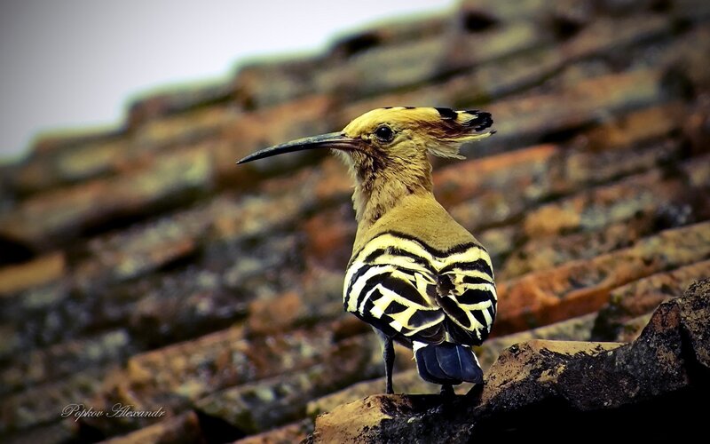 Hoopoe Bird on Roof