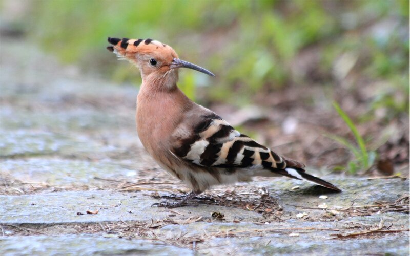 hoopoe bird on stone path