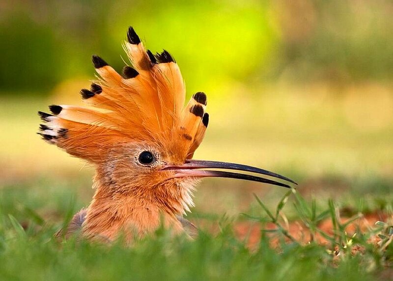 Hoopoe bird with crest