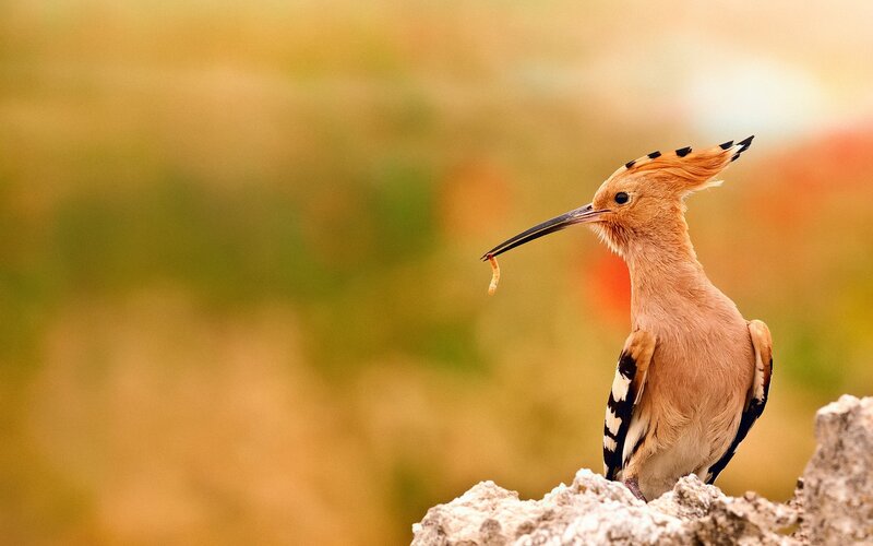 Hoopoe Bird with Worm