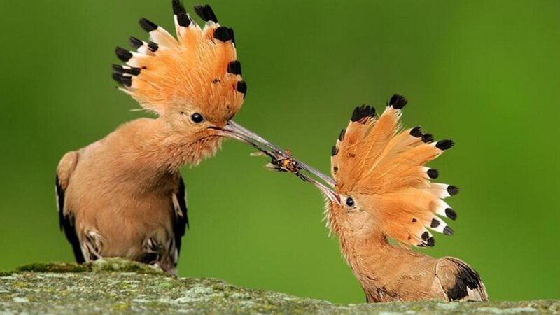 Hoopoe Birds Feeding — Green, Natural