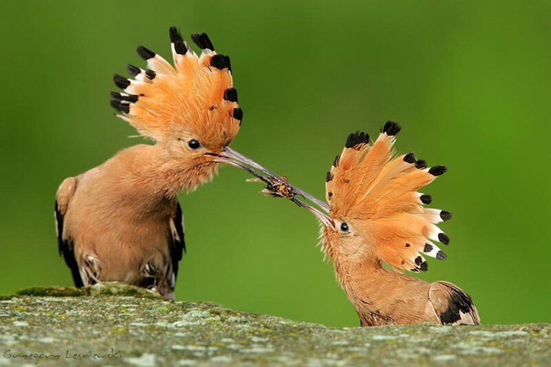 Hoopoe Birds Feeding — Green