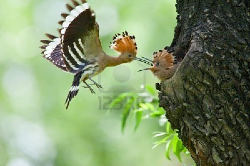 Hoopoe Birds Feeding