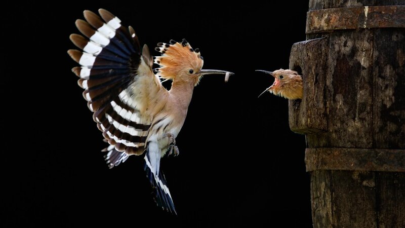 Hoopoe Feeding Chick — Brown, Dramatic
