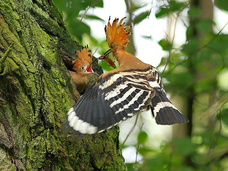 Hoopoe Feeding Chick — Green
