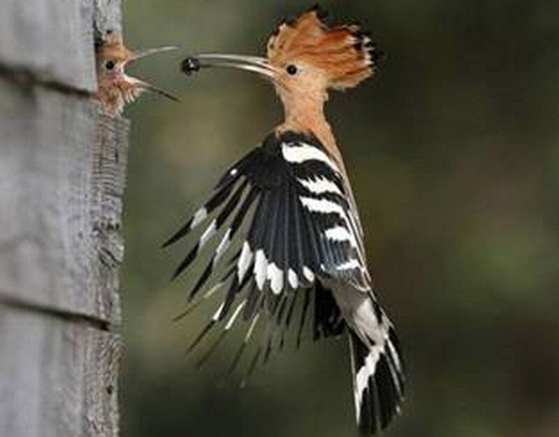Hoopoe Feeding Chick
