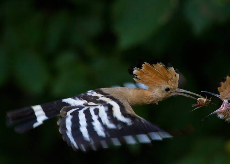 Hoopoe feeding its chick