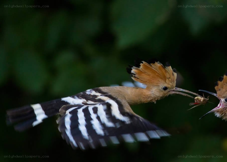 Hoopoe feeding its chick