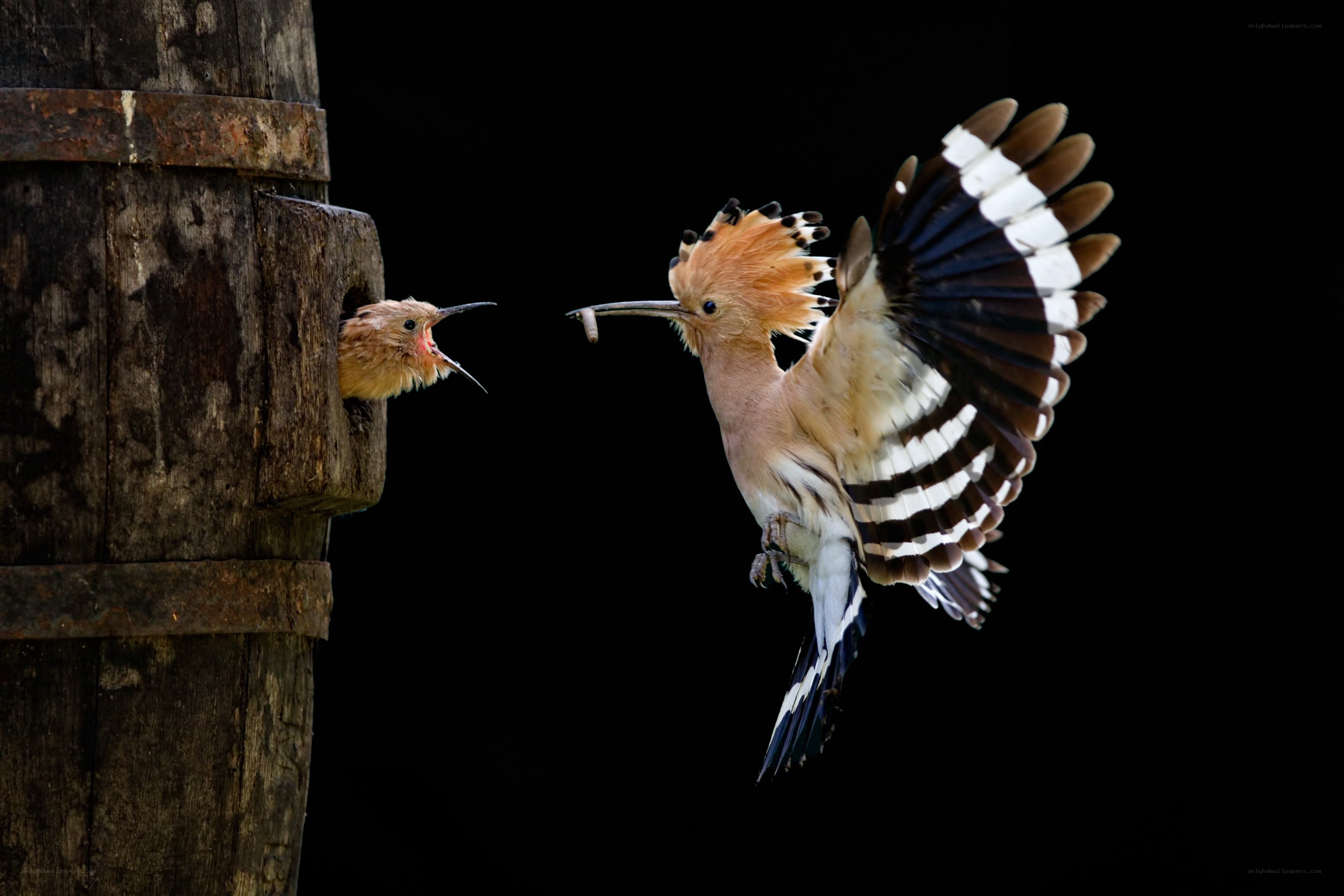 Hoopoe feeding its chick