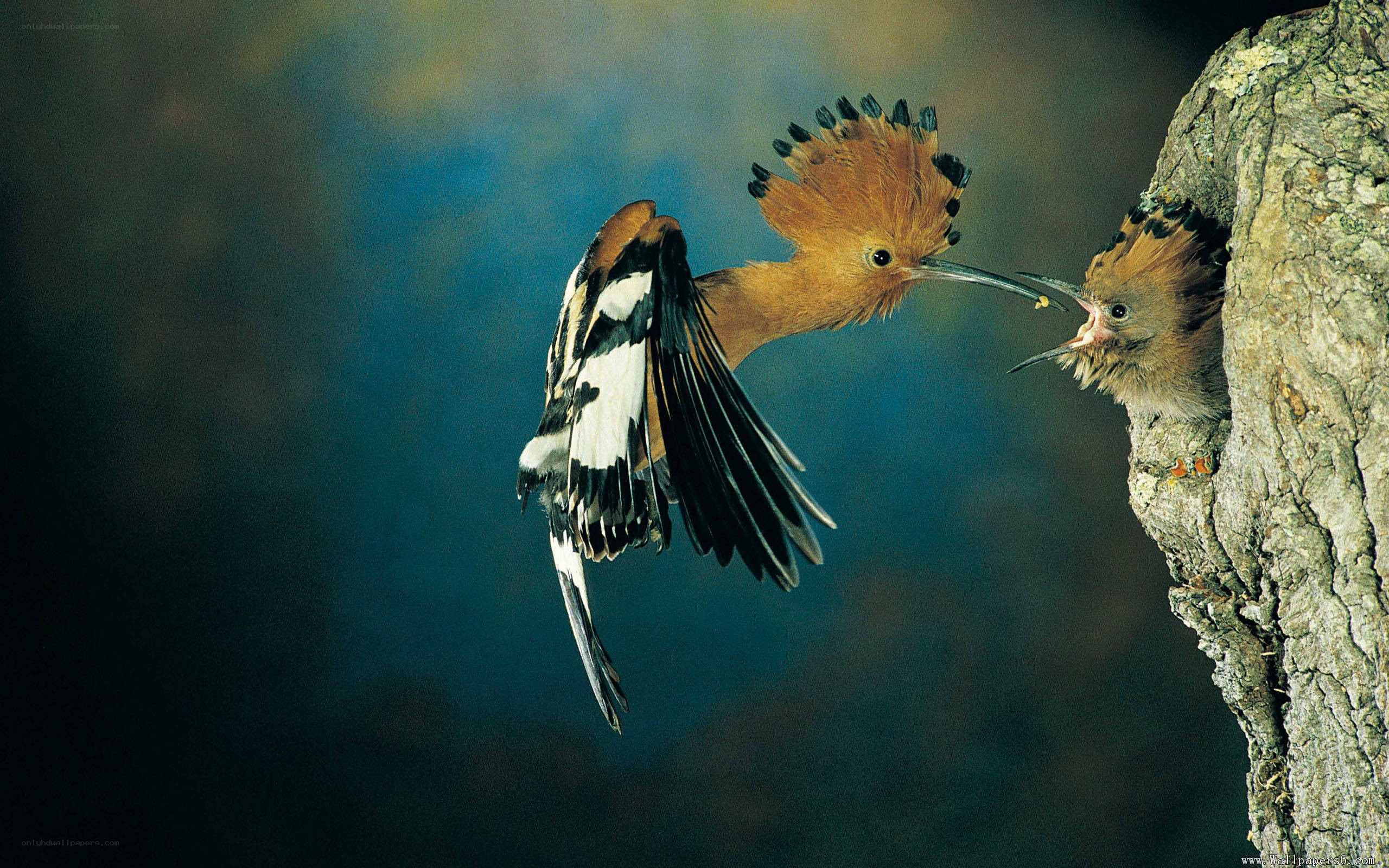Hoopoe feeding its chick