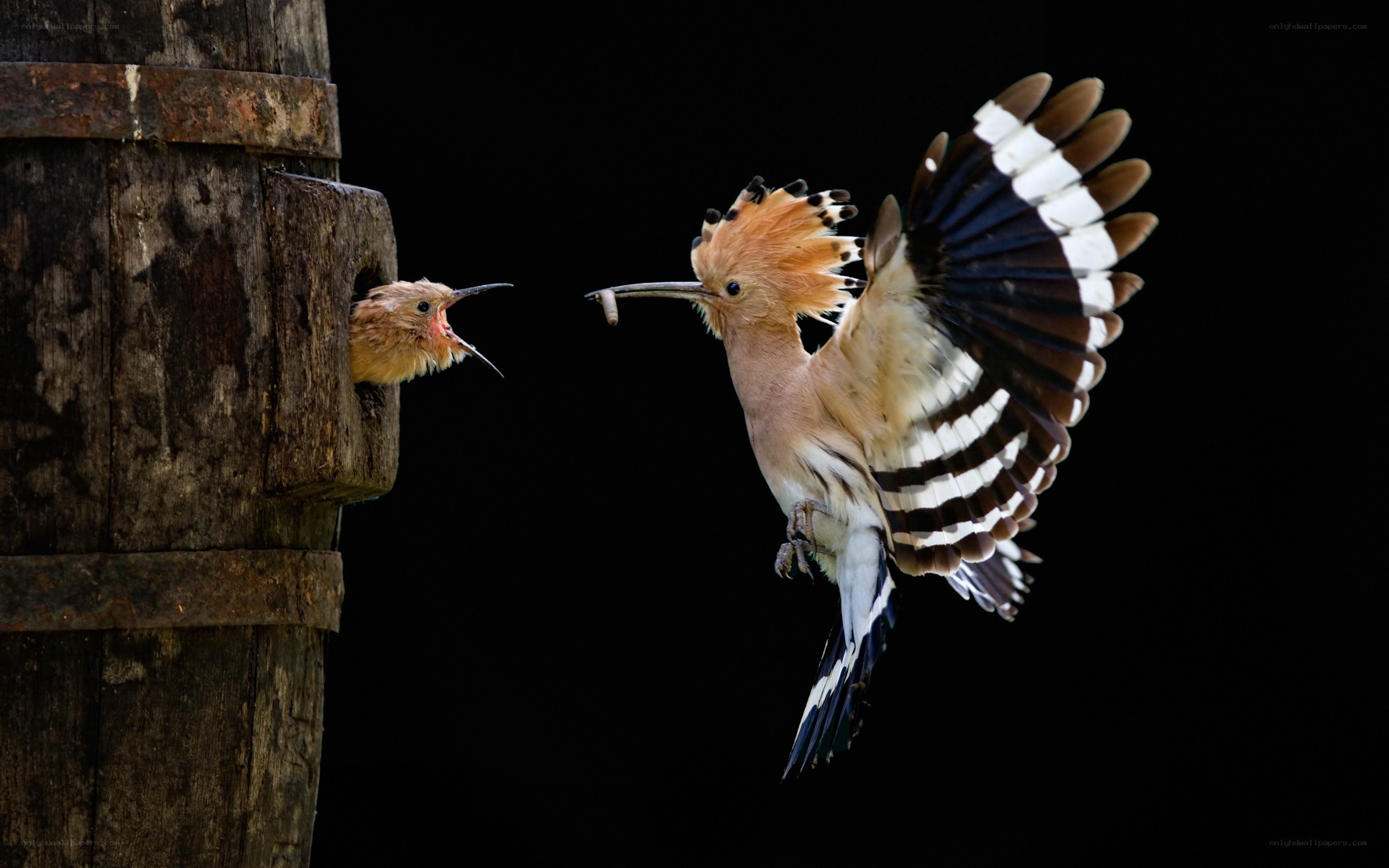 Hoopoe feeding its chick