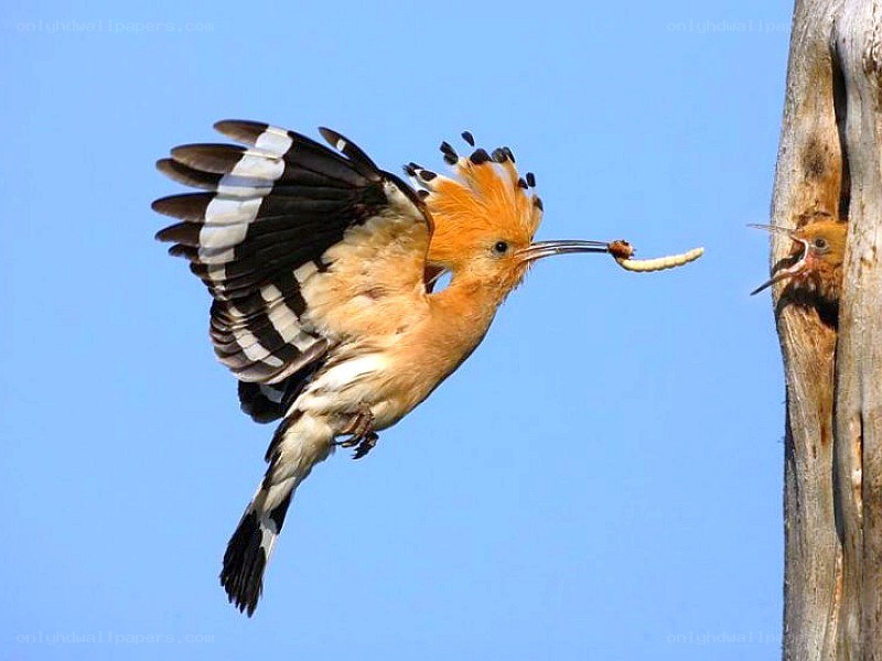 Hoopoe feeding its chick