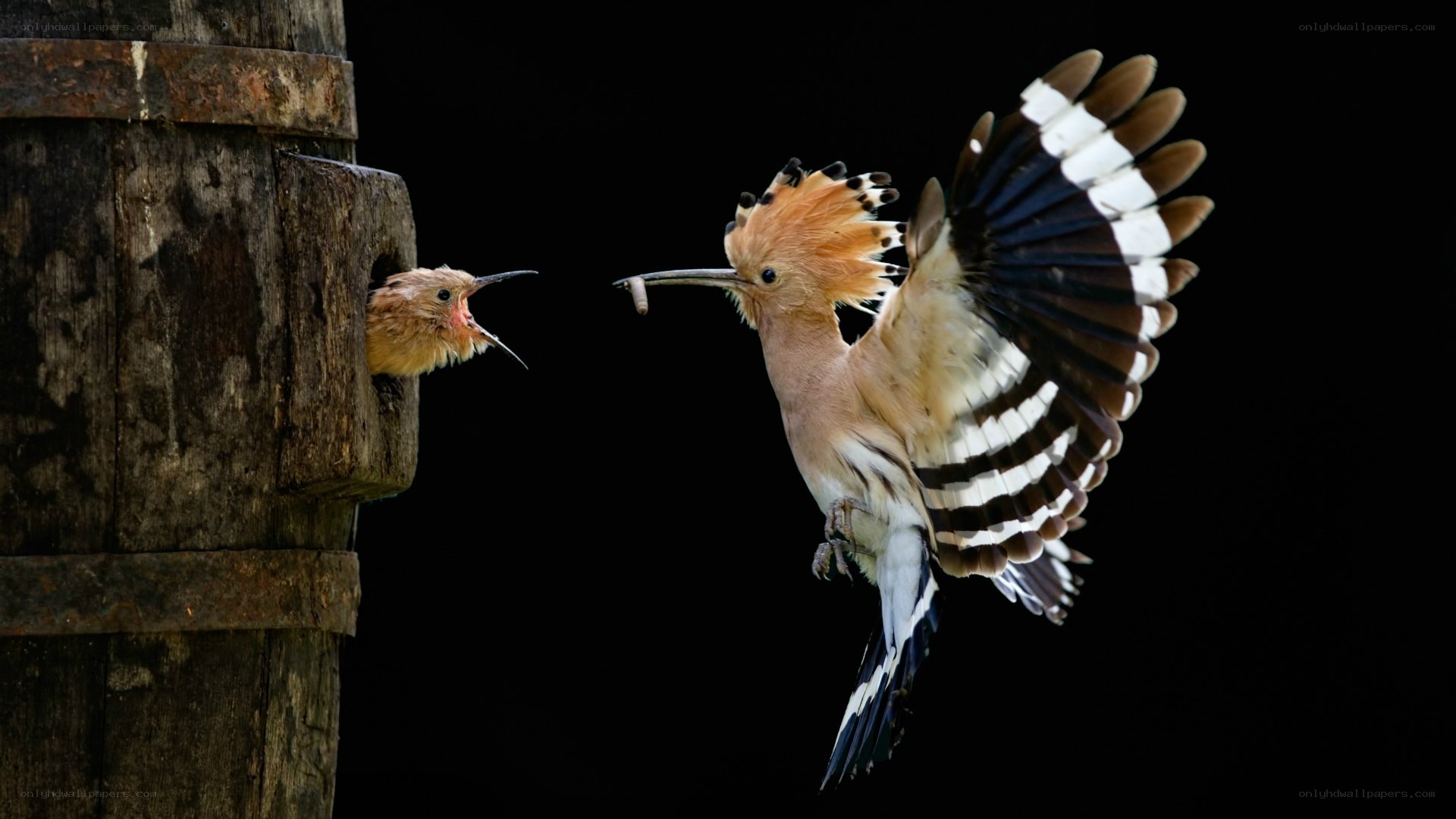 Hoopoe feeding its chick