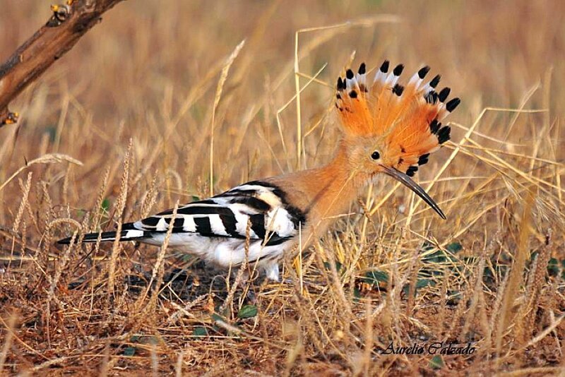 Hoopoe in dry grass
