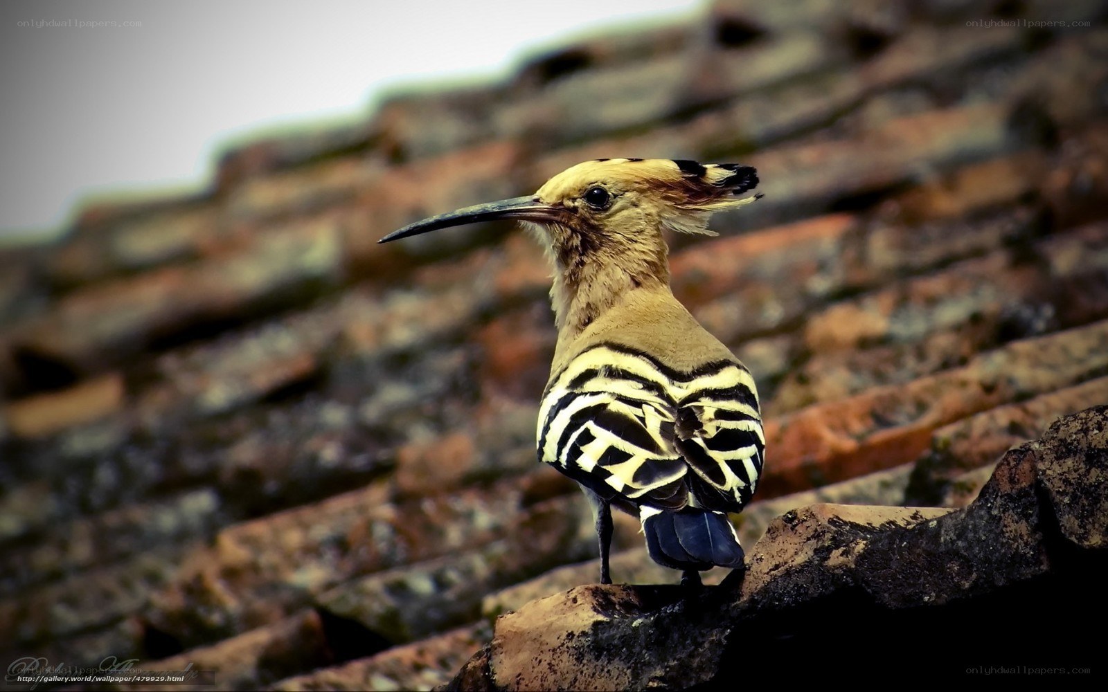 Hoopoe on a roof