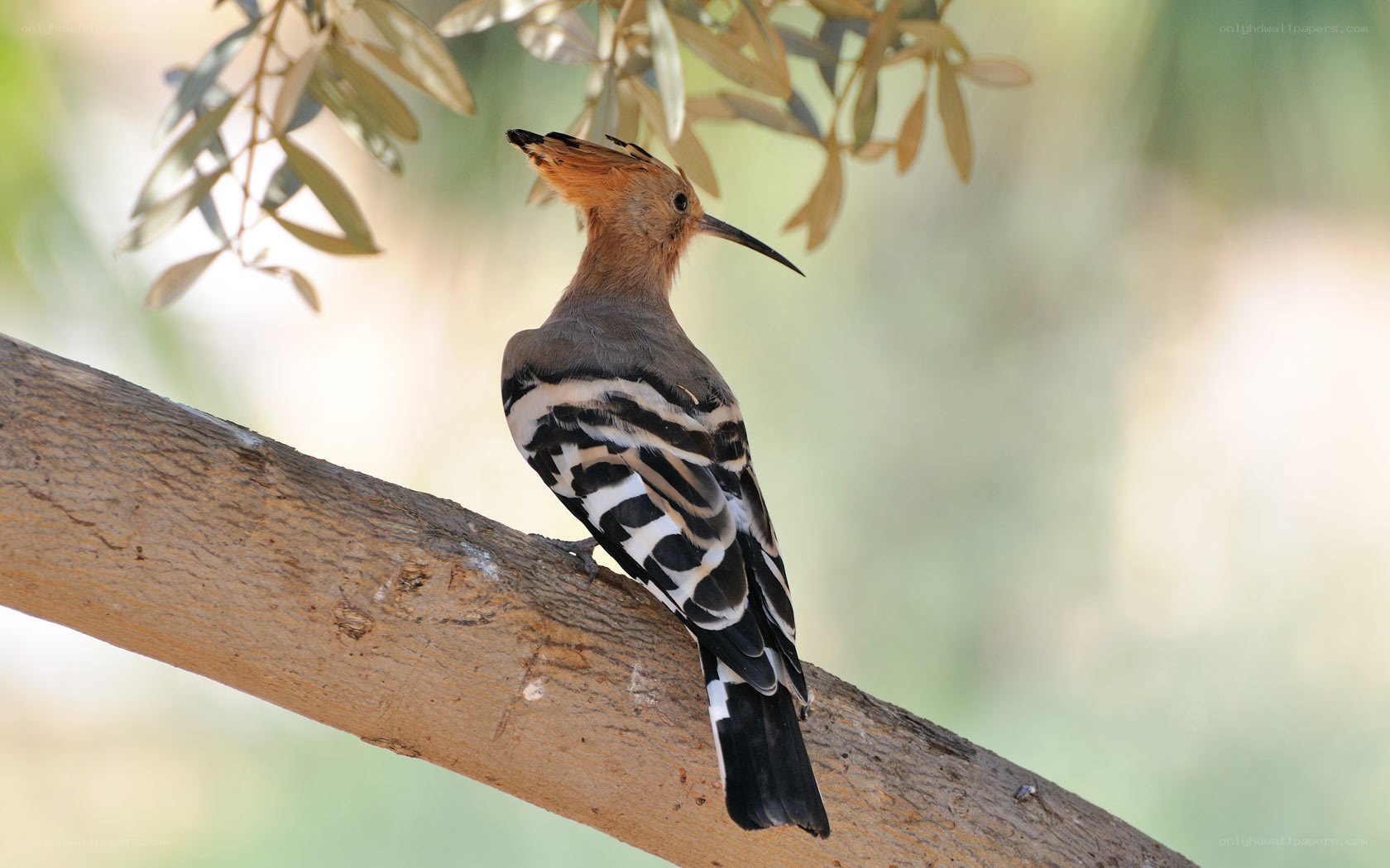 Hoopoe perched on a branch