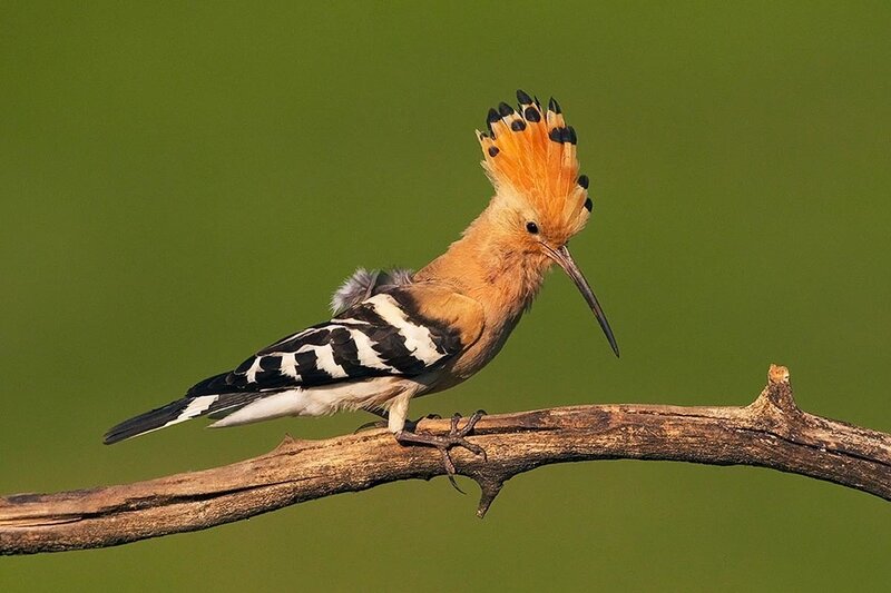 Hoopoe perched on a branch