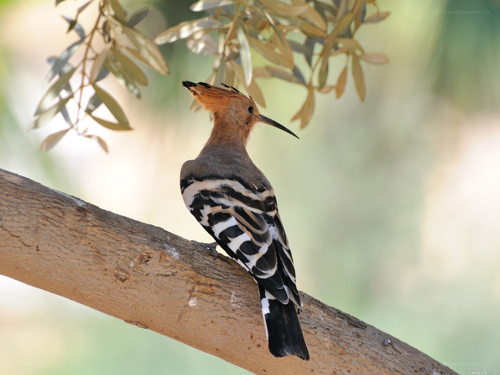 Hoopoe perched on a branch