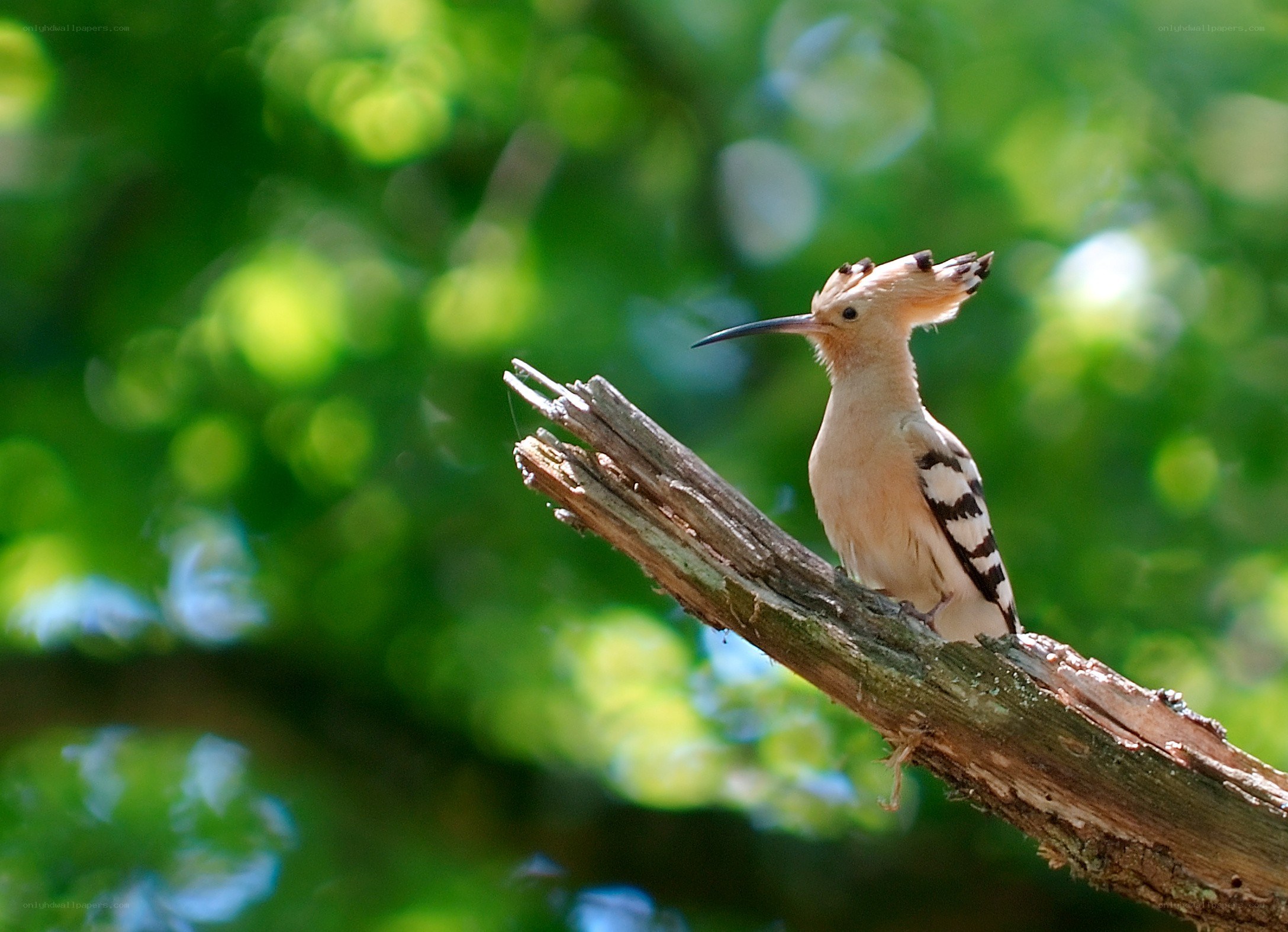 Hoopoe perched on a branch