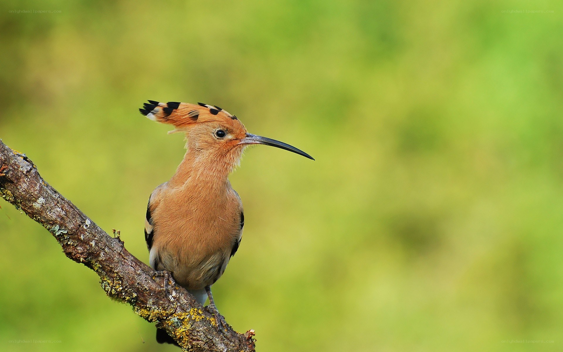 Hoopoe perched on a branch