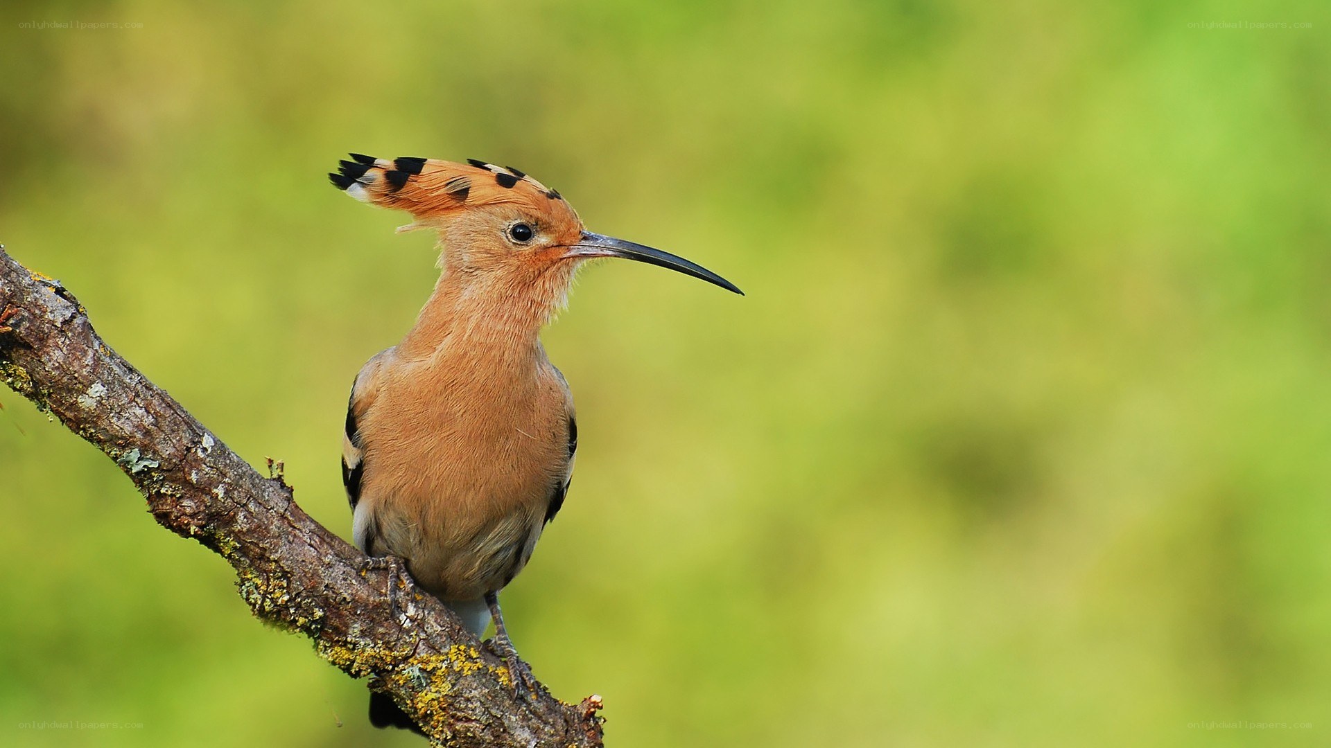 Hoopoe perched on a branch