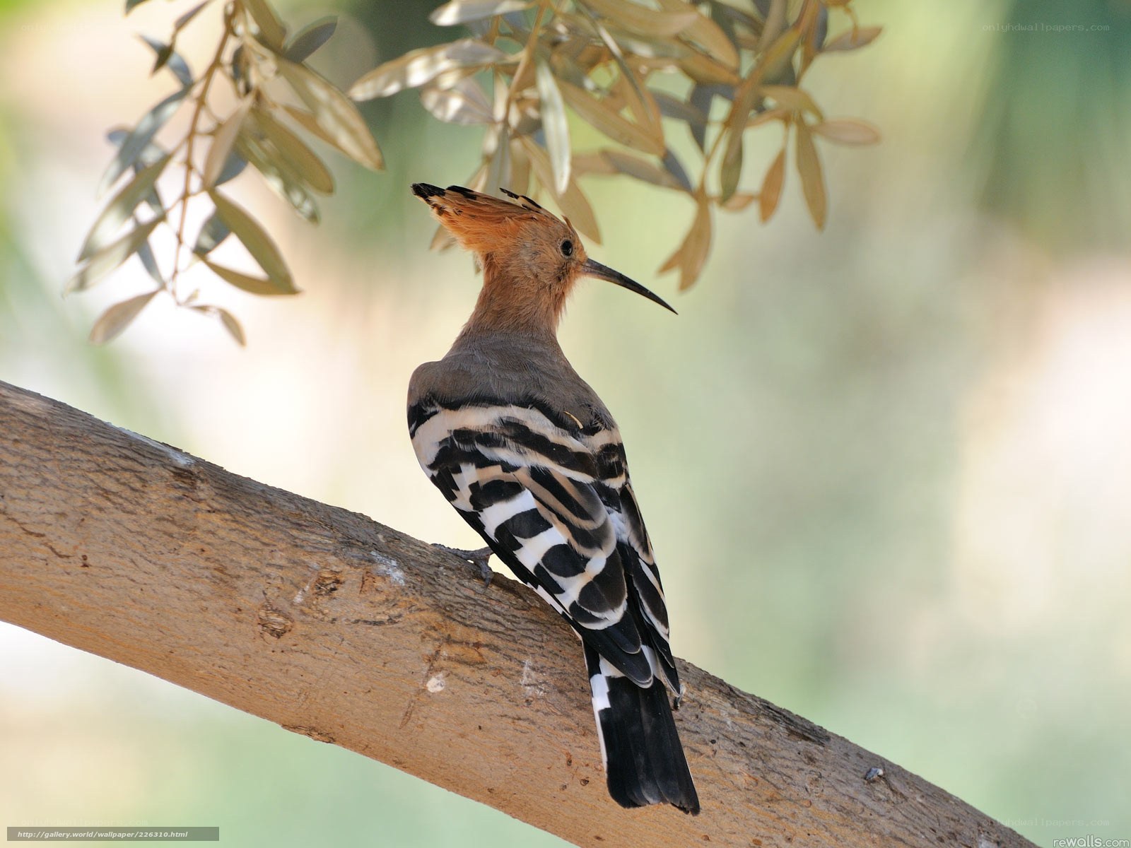 Hoopoe perched on a branch