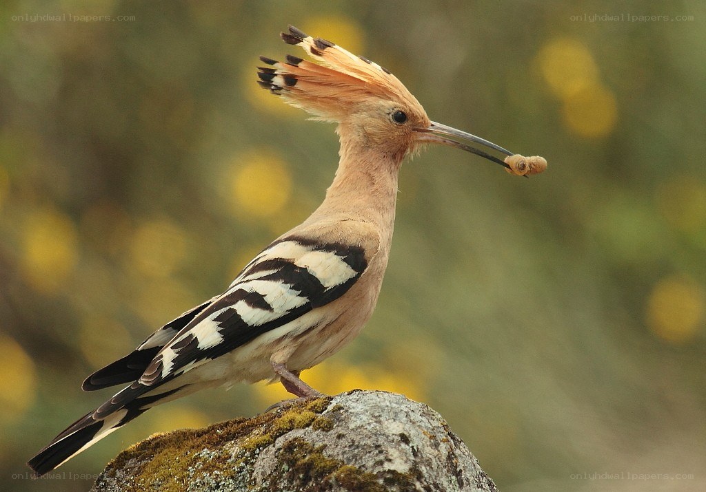 Hoopoe with insect in beak