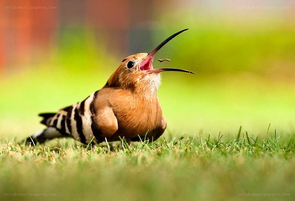 Hoopoe with worm in beak