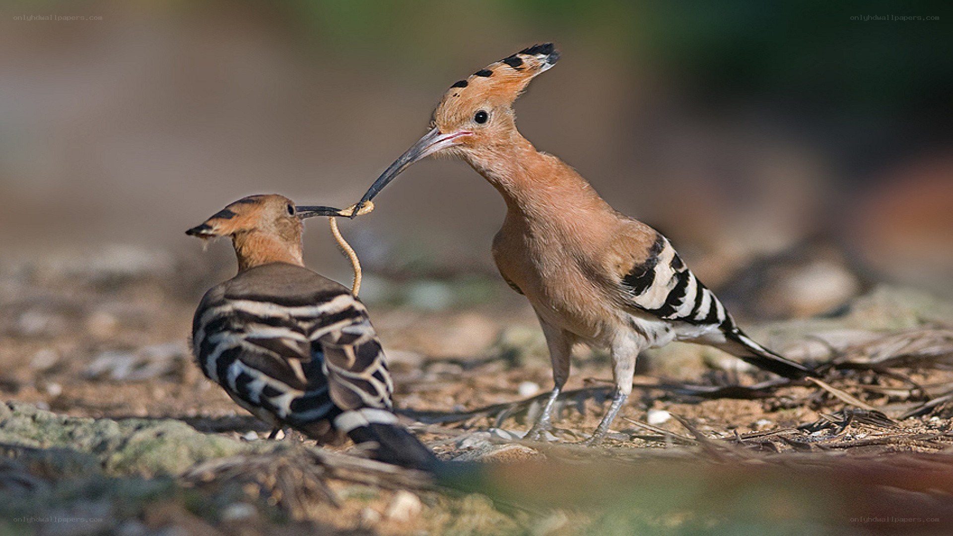 Hoopoes feeding a snake