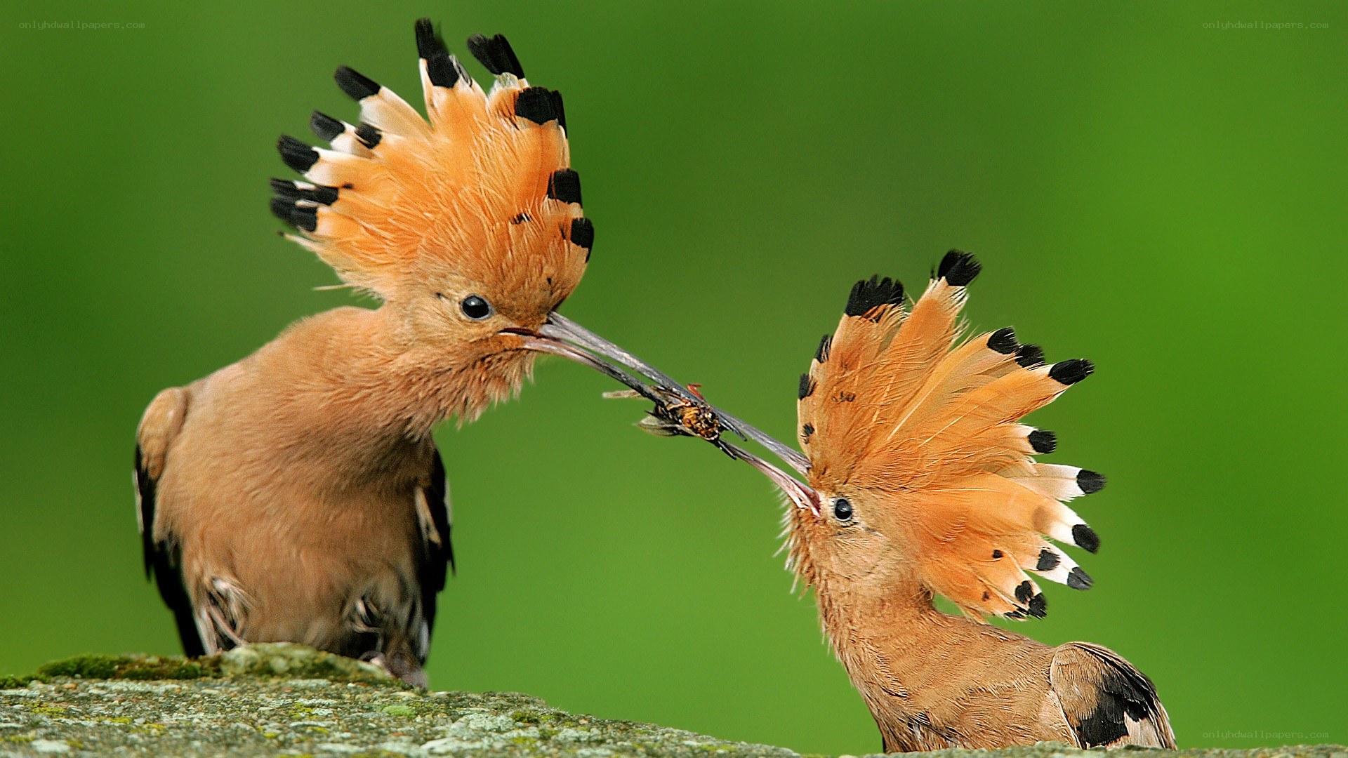 Hoopoes feeding each other