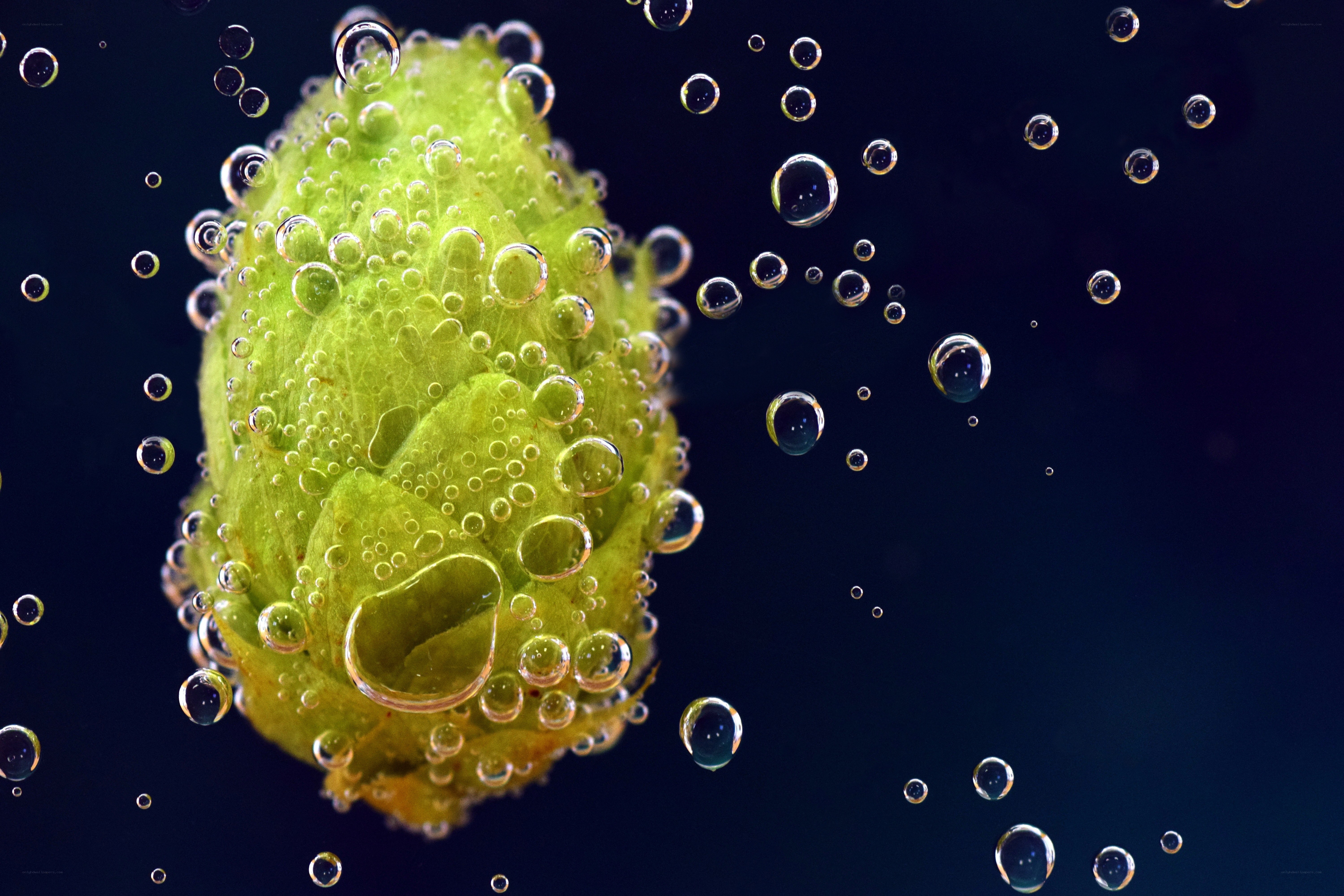 hop cone in water bubbles