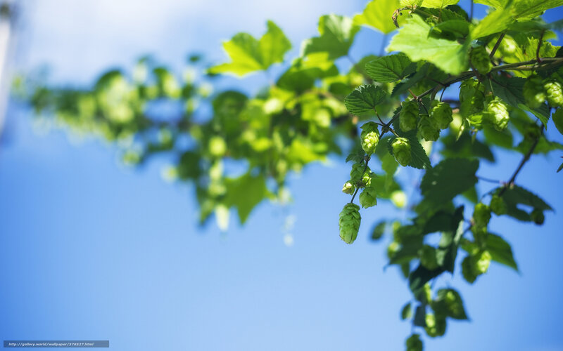 hop plant against blue sky