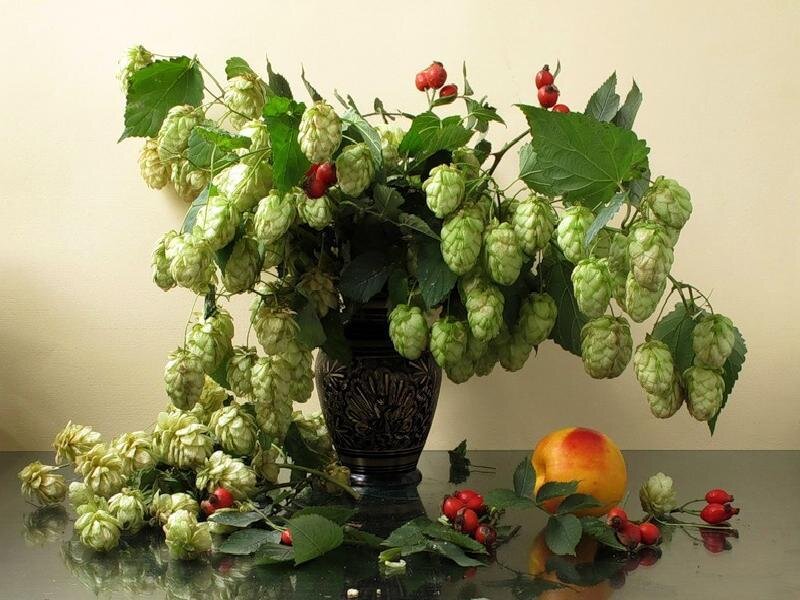 Hop Plant in Vase