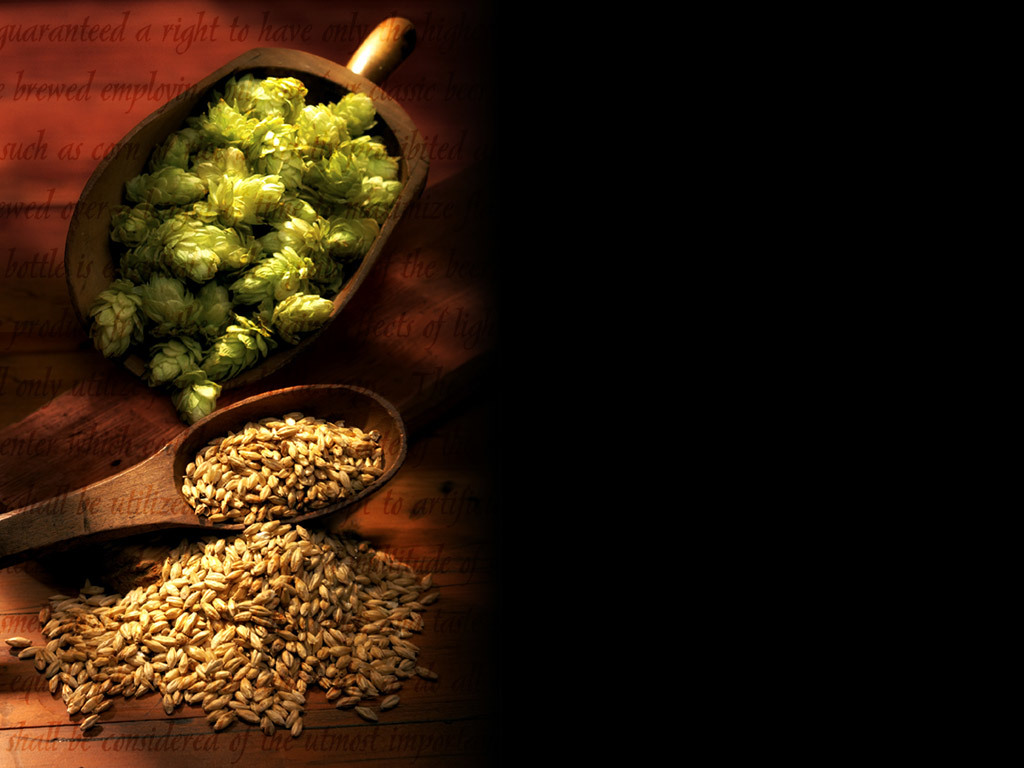 Hops and barley for brewing