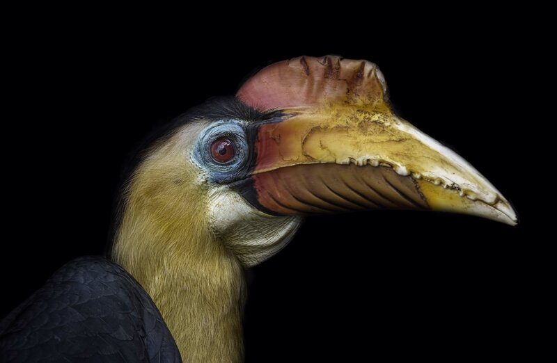 Hornbill Bird Head — Black, Dramatic, Photograph