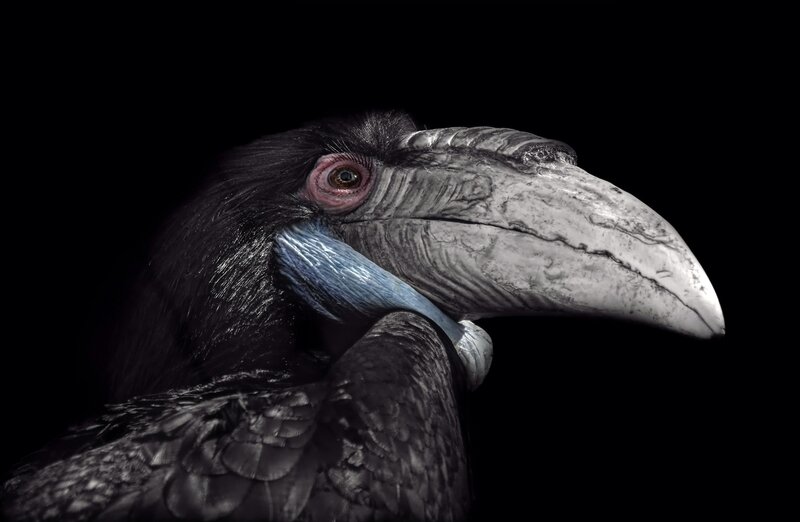 Hornbill Bird Head — Black, Dramatic