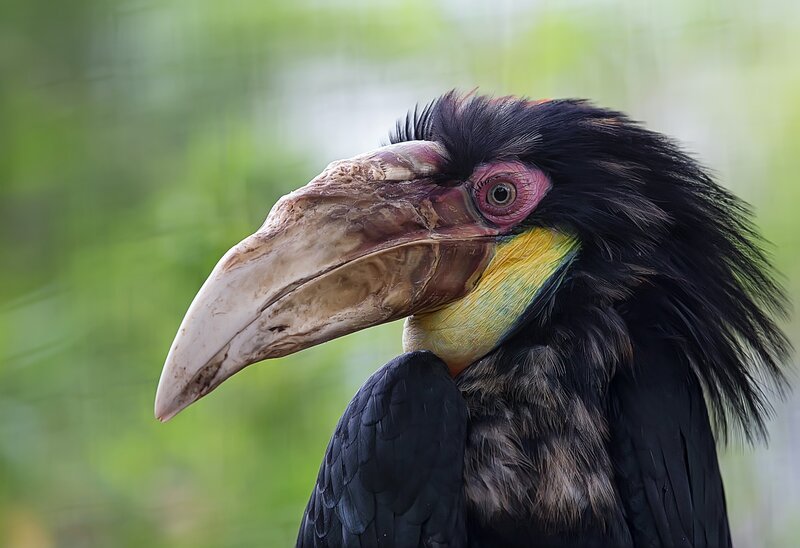 Hornbill Bird Head — Black