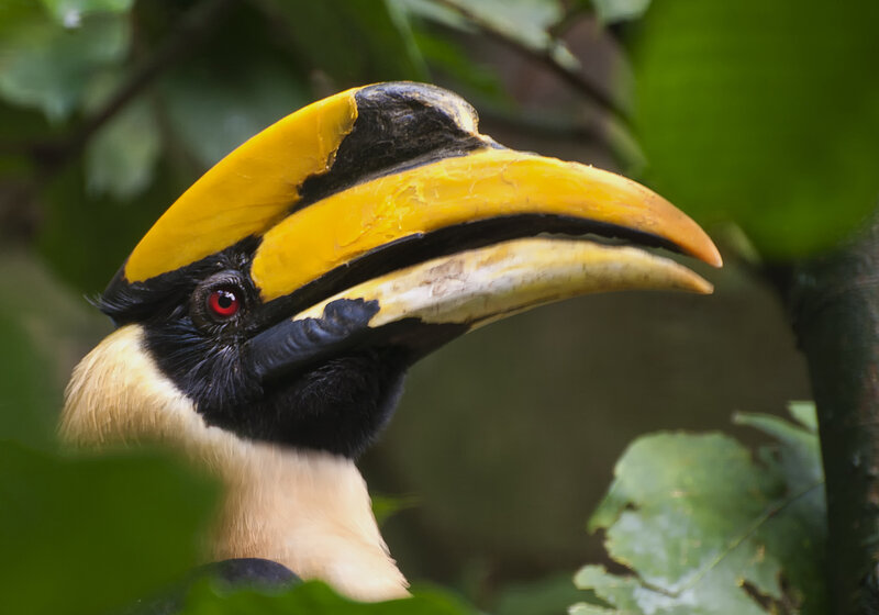 Hornbill Bird Head