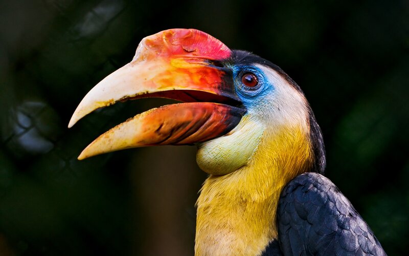 Hornbill Bird Head — Yellow, Dramatic